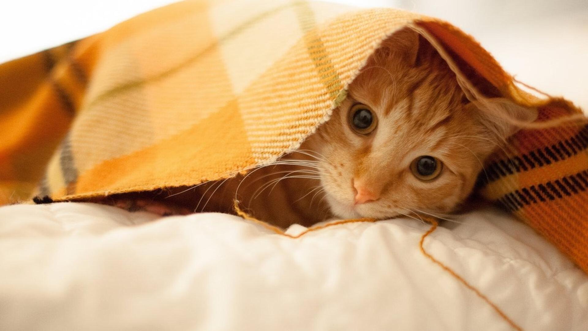 阿坎吉一剑封喉！哥斯达黎加压哨绝杀阿尔及利亚，沙漠之狐饮恨终场